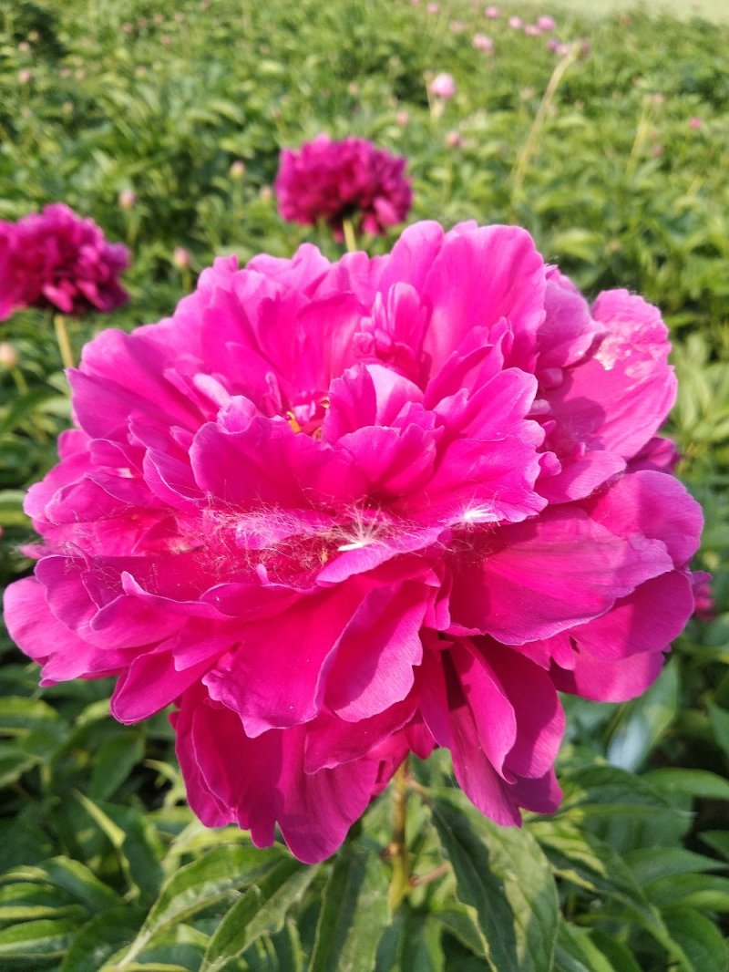勺药花