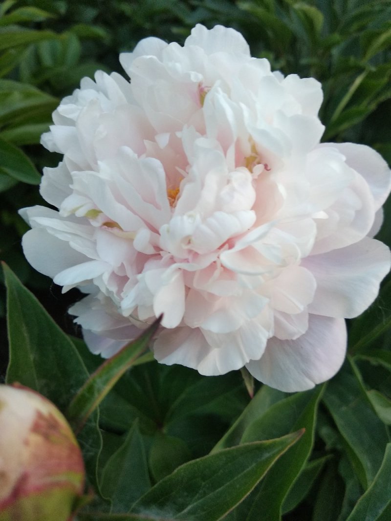 勺药花