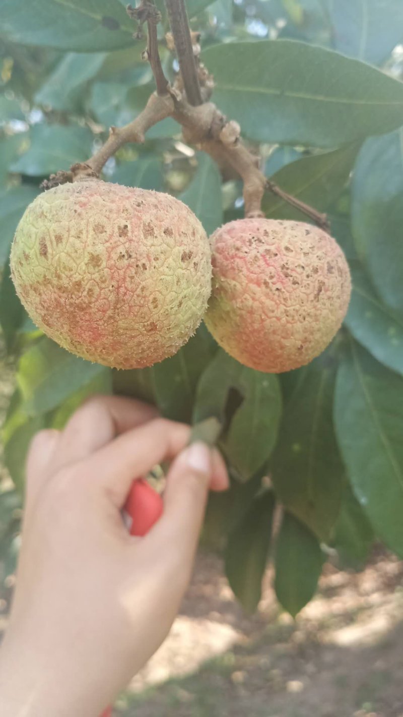 荔枝新鲜水果大果甘甜5斤荔枝冷冻妃子笑白糖罂桂味孕妇水