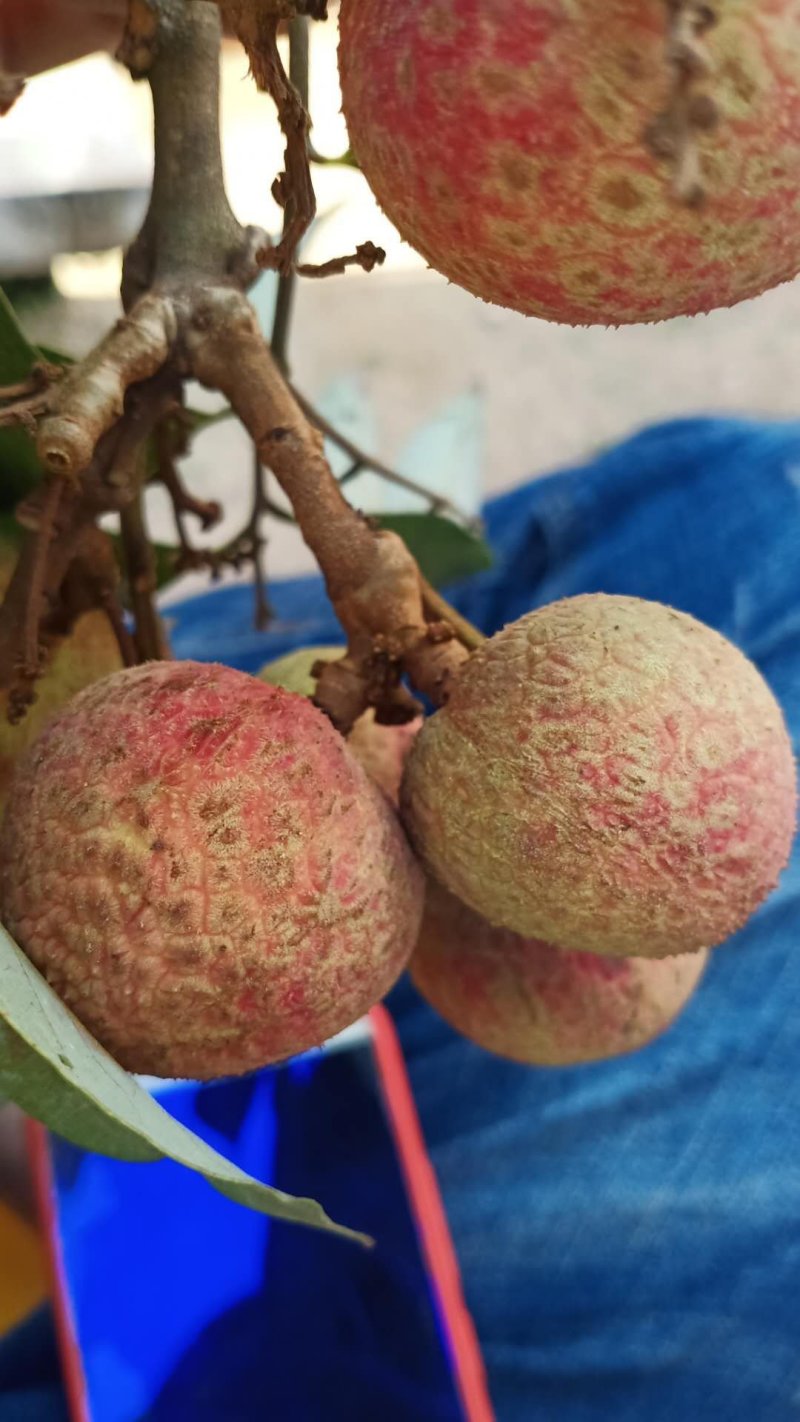 荔枝新鲜水果大果甘甜5斤荔枝冷冻妃子笑白糖罂桂味孕妇水