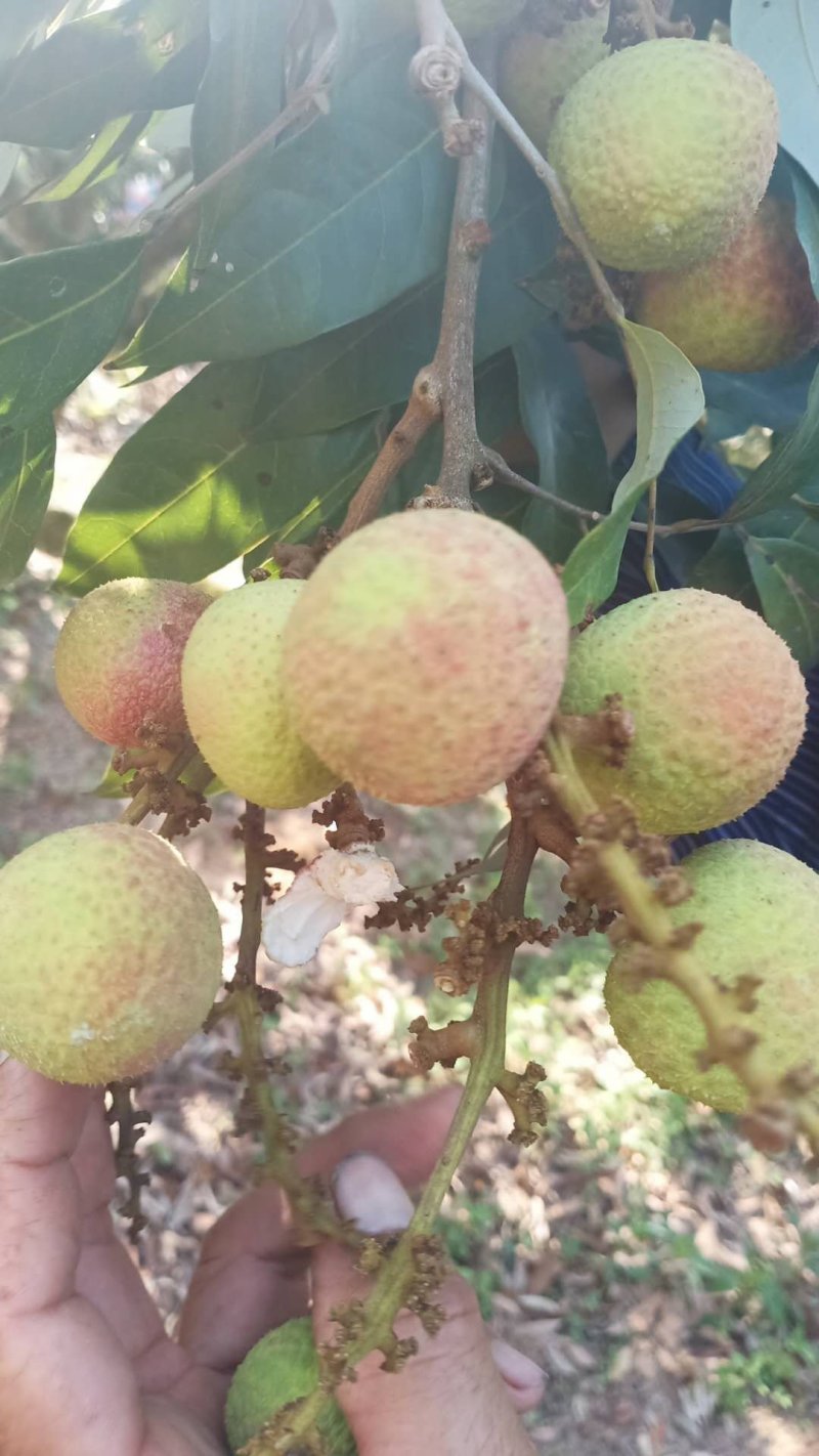 荔枝新鲜水果大果甘甜5斤荔枝冷冻妃子笑白糖罂桂味孕妇水