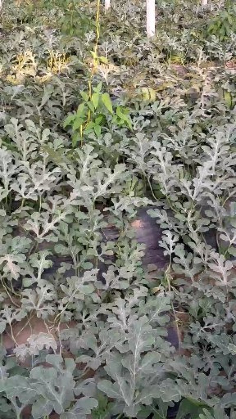 我河北陆地西瓜已大量上市西瓜，品种有甜王，京欣系列