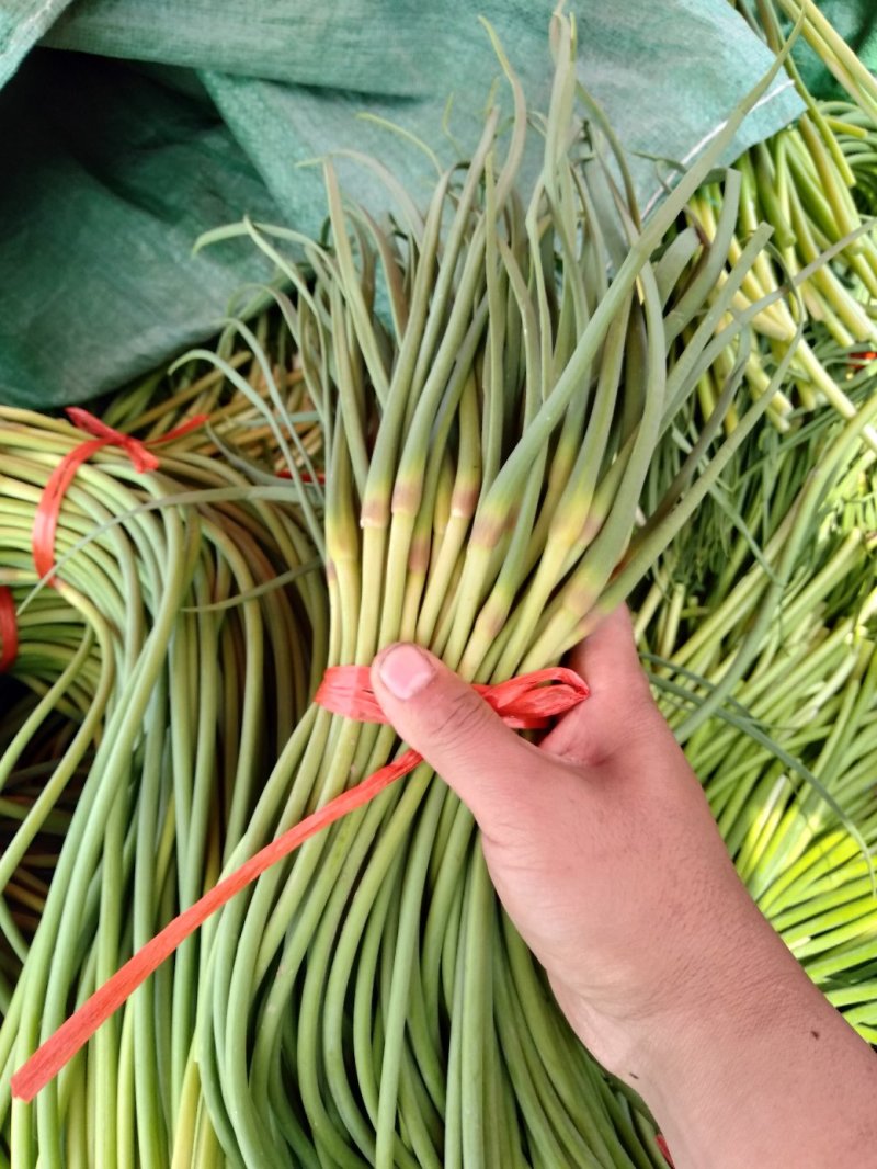 冷库蒜苔大量出售中可加工小把