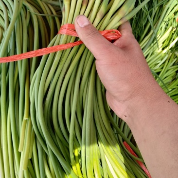 冷库蒜苔大量出售中可加工小把