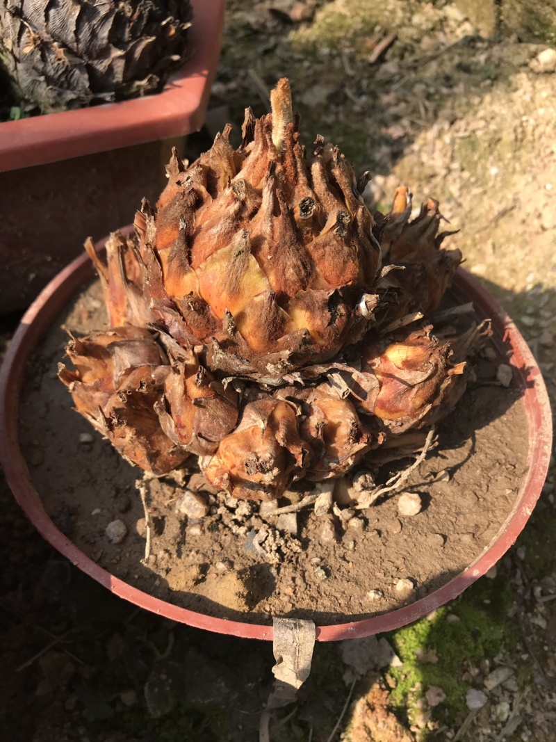 铁树多头铁树盆景原生多头子母铁树盆栽四季常青