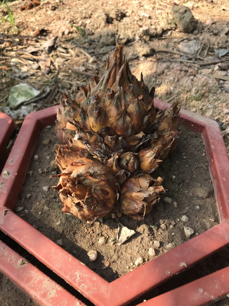 铁树多头铁树盆景原生多头子母铁树盆栽四季常青