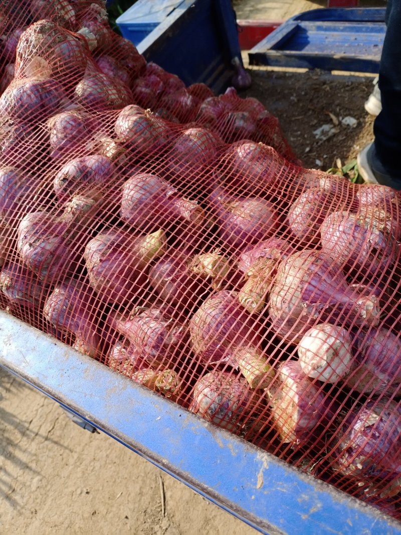 河南省漯河市临颍县大蒜大量上市