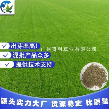 边坡护坡绿化工程草种早熟禾草种子批发发芽率草量大易种可试