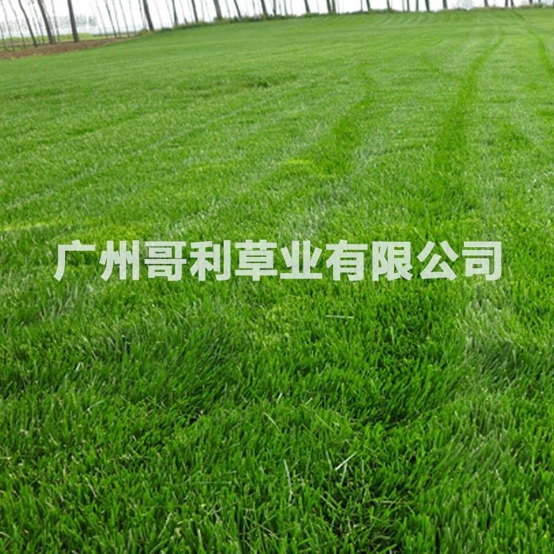 边坡护坡绿化工程草种早熟禾草种子批发发芽率草量大易种可试