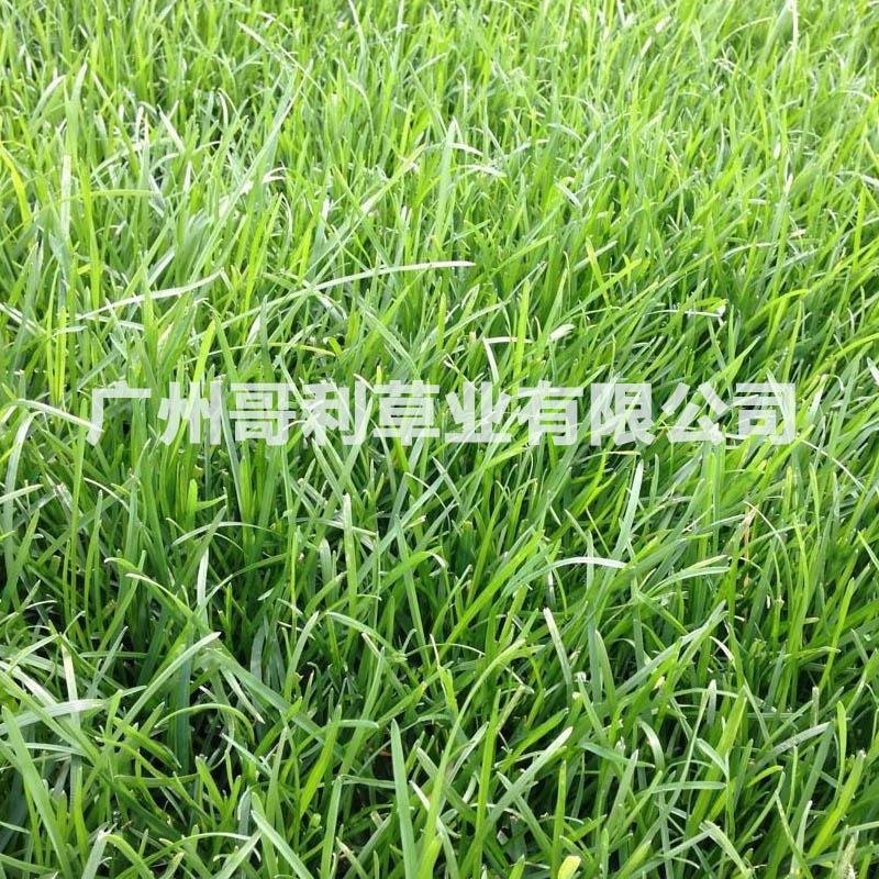 边坡护坡绿化工程草种早熟禾草种子批发发芽率草量大易种可试