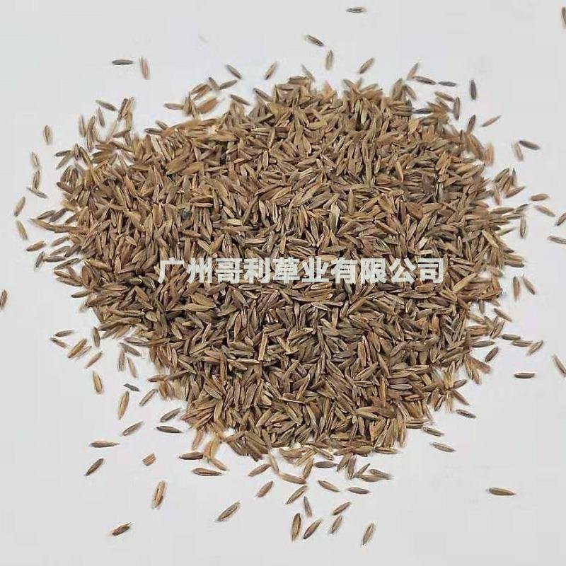 边坡护坡绿化工程草种早熟禾草种子批发发芽率草量大易种可试