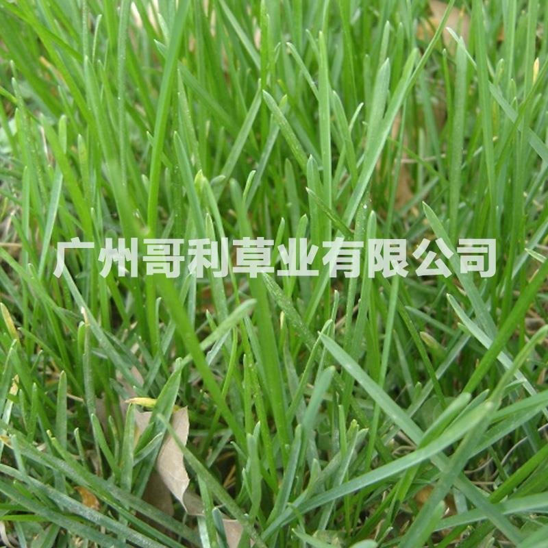 边坡护坡绿化工程草种早熟禾草种子批发发芽率草量大易种可试