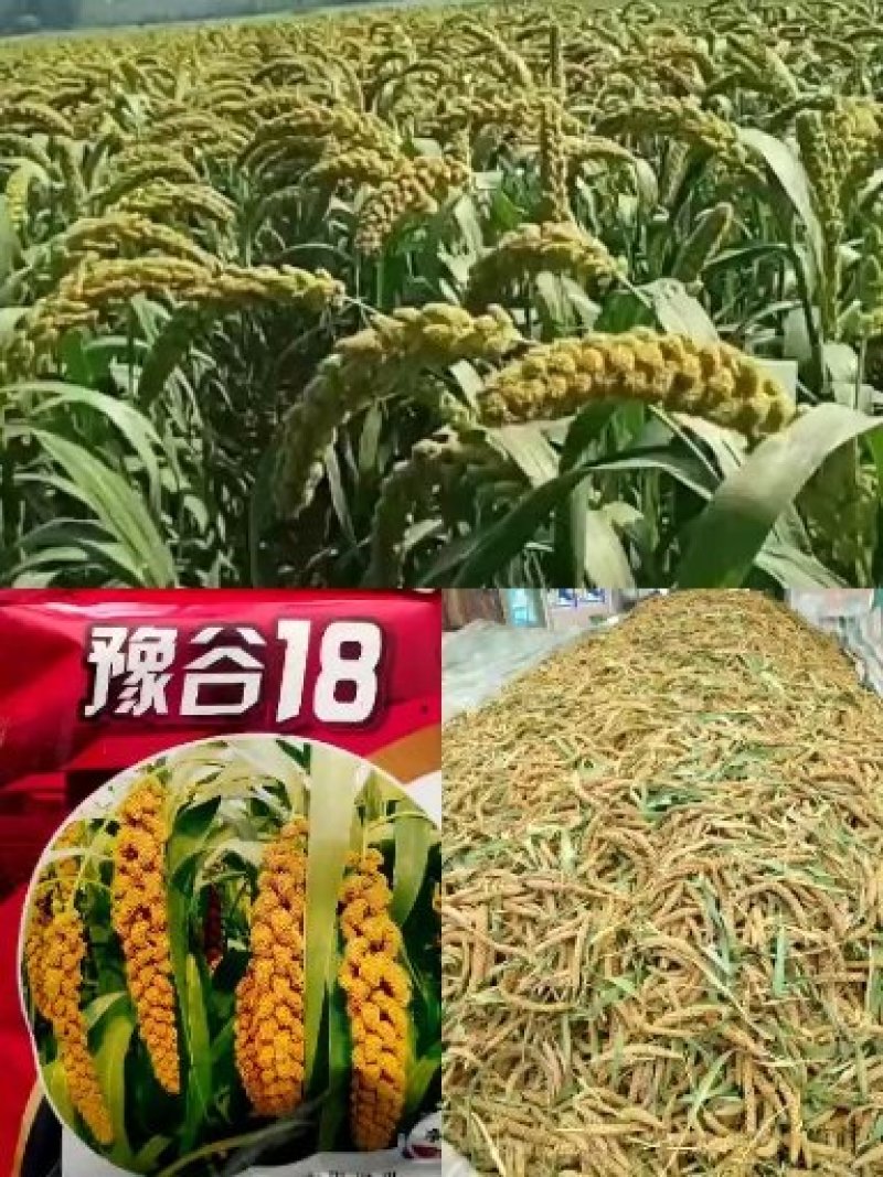 豫谷34谷子种豫谷33豫谷35谷子种小米