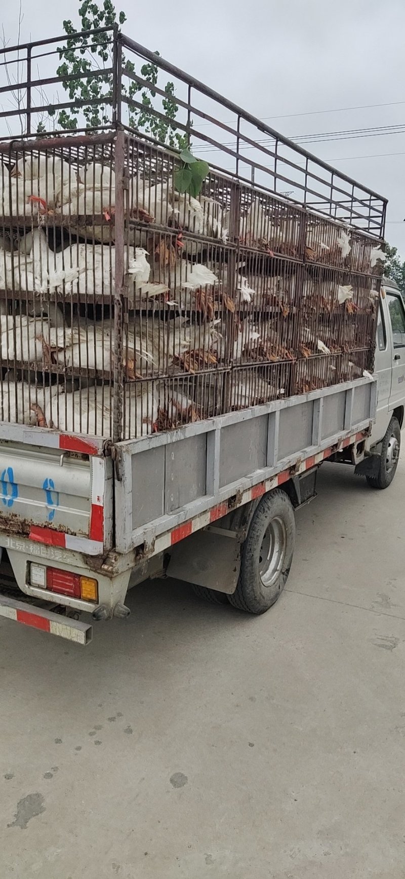 现杀鹅欢迎购买