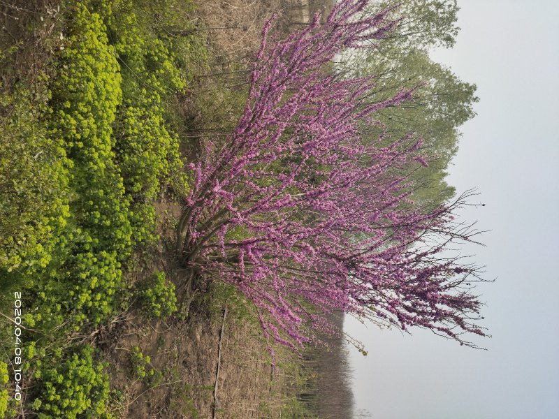 基地直销:紫荆，紫金，丛生紫金，紫荆树！