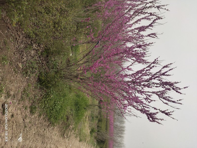 基地直销:紫荆，紫金，丛生紫金，紫荆树！