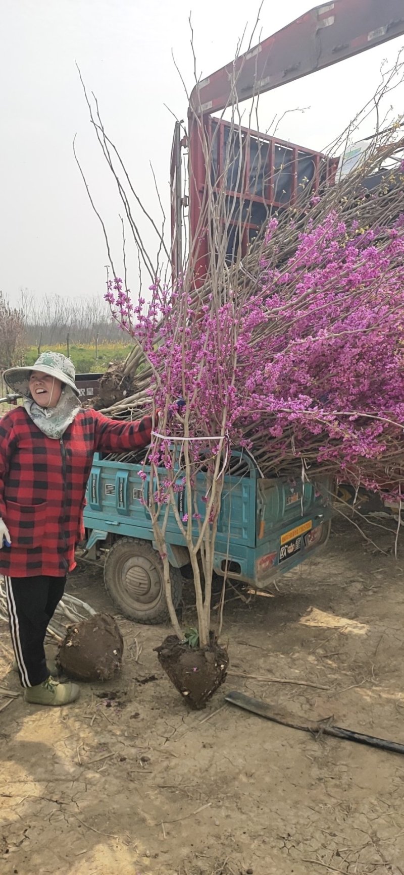 基地直销:紫荆，紫金，丛生紫金，紫荆树！