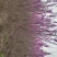 基地直销:紫荆，紫金，丛生紫金，紫荆树！