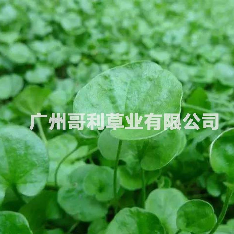 优质草坪护坡草种马蹄金种子厂家批发全国发货试种发芽草量大