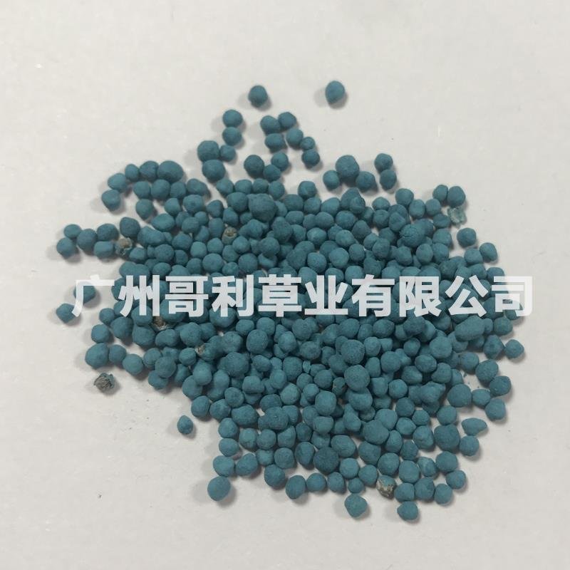 优质草坪护坡草种马蹄金种子厂家批发全国发货试种发芽草量大