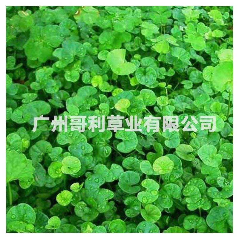 优质草坪护坡草种马蹄金种子厂家批发全国发货试种发芽草量大