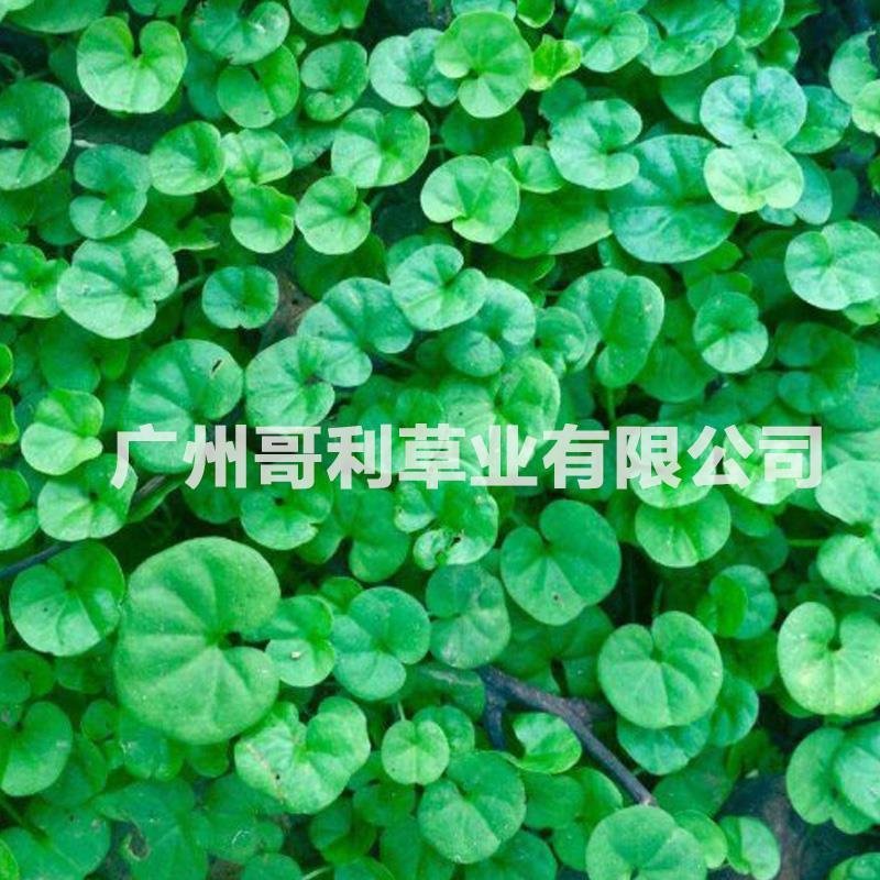 优质草坪护坡草种马蹄金种子厂家批发全国发货试种发芽草量大