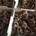 青脚麻鸡苗鸡苗包打疫苗公5斤母3.5斤左右
