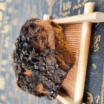桦树茸长白山野生高品质桦褐孔菌白桦茸桦树黄产地批发