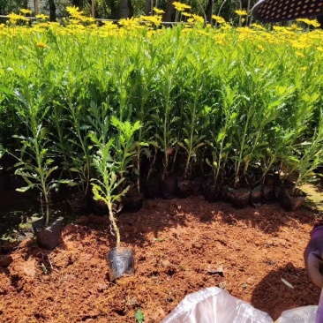 营养杯暮春菊木春菊量大从优，基地直发，价钱便宜