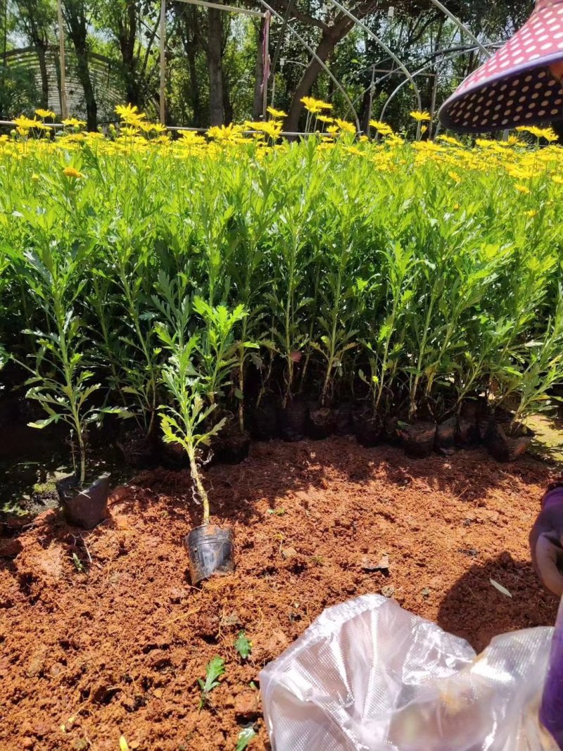 营养杯暮春菊木春菊量大从优，基地直发，价钱便宜