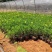 营养杯暮春菊木春菊量大从优，基地直发，价钱便宜