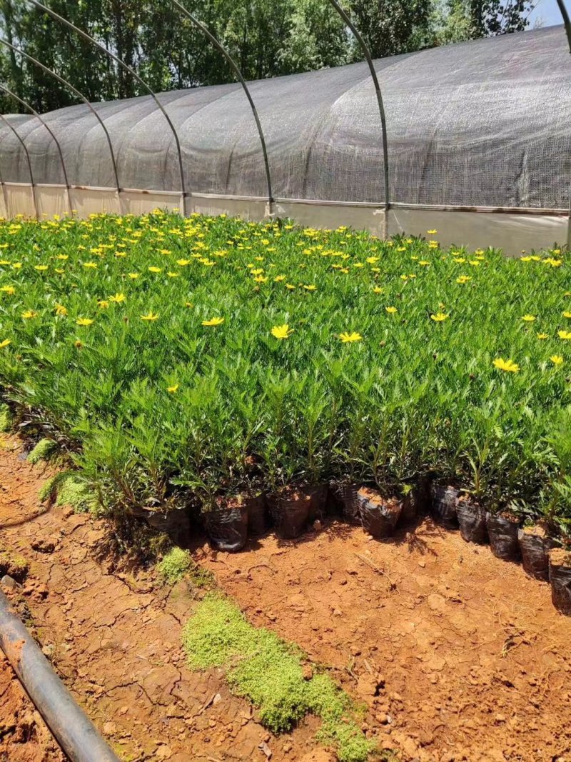 营养杯暮春菊木春菊量大从优，基地直发，价钱便宜