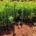 营养杯暮春菊木春菊量大从优，基地直发，价钱便宜