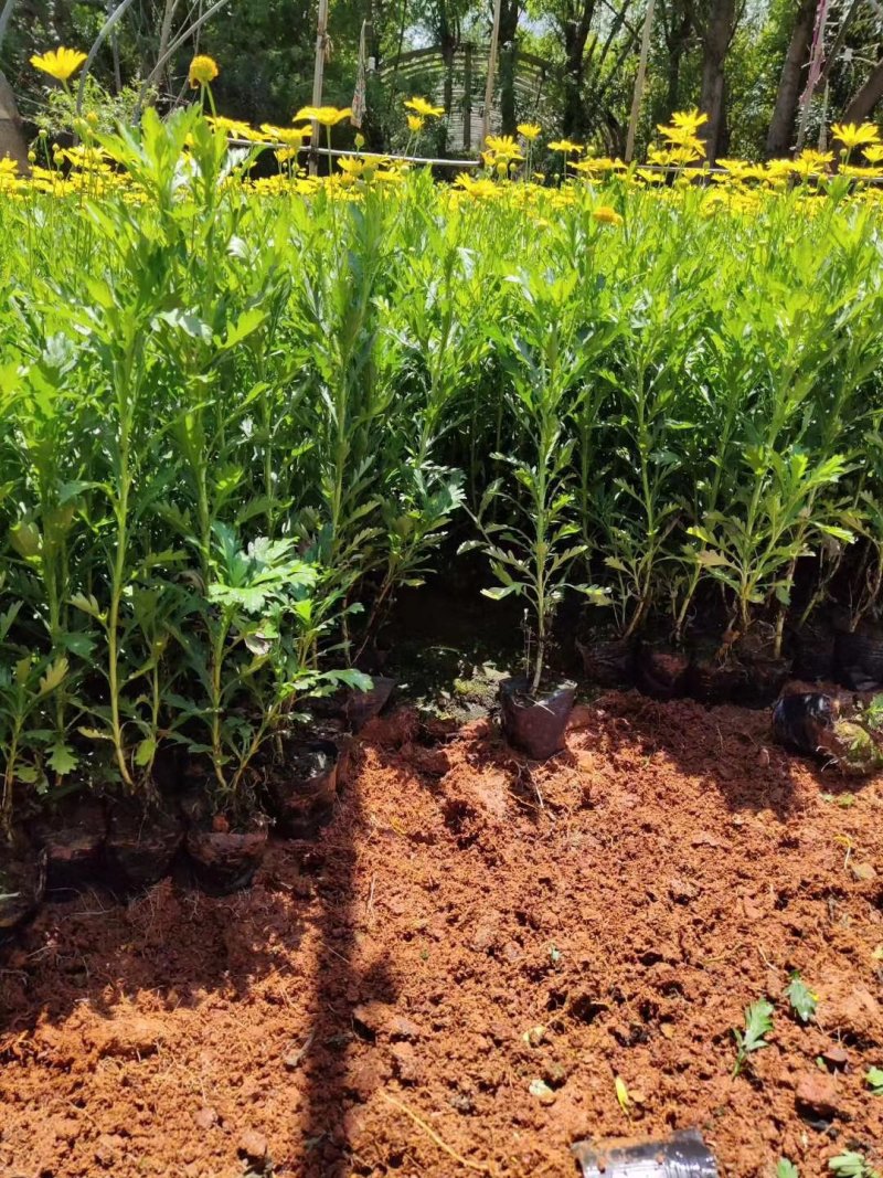 营养杯暮春菊木春菊量大从优，基地直发，价钱便宜