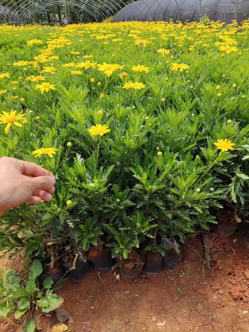 营养杯暮春菊木春菊量大从优，基地直发，价钱便宜
