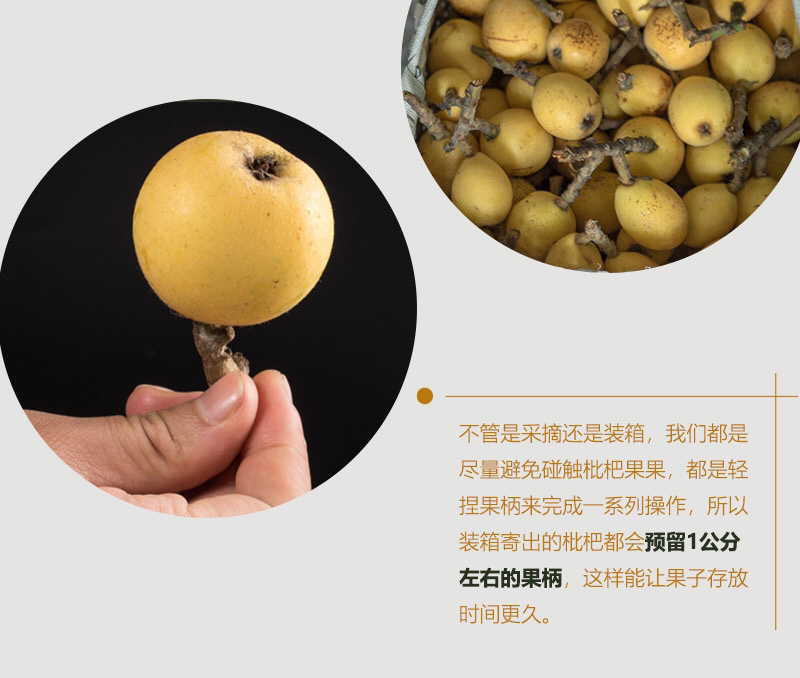 兰溪红枇杷白枇杷正在热销中