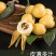 兰溪红枇杷白枇杷正在热销中
