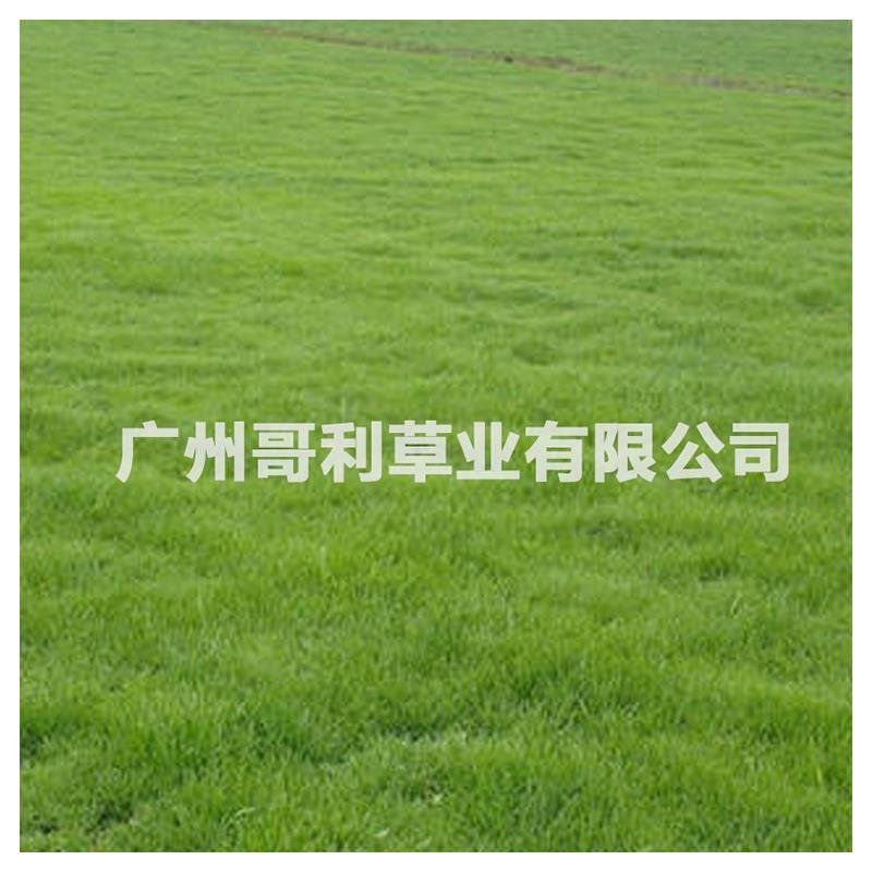 紫羊茅护坡绿坡草种易种植发芽快厂家直销诚招代理可指导种植
