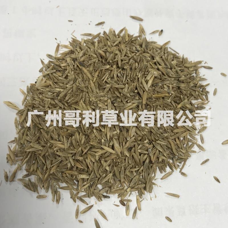 紫羊茅护坡绿坡草种易种植发芽快厂家直销诚招代理可指导种植