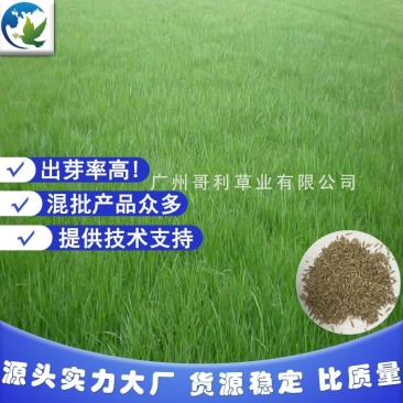 紫羊茅护坡绿坡草种易种植发芽快厂家直销诚招代理可指导种植