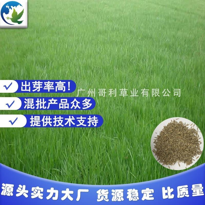 紫羊茅护坡绿坡草种易种植发芽快厂家直销诚招代理可指导种植