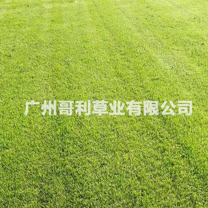 紫羊茅护坡绿坡草种易种植发芽快厂家直销诚招代理可指导种植