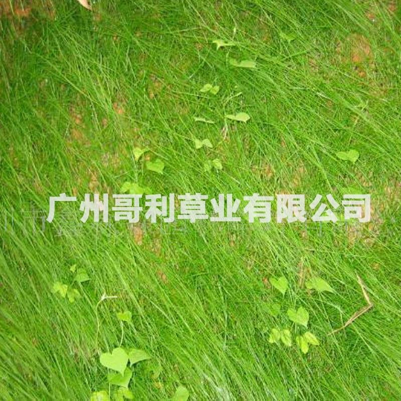 紫羊茅护坡绿坡草种易种植发芽快厂家直销诚招代理可指导种植