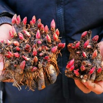 大芍药根块花卉盆栽室内观花植物多年生花苗庭院四季带芽种根