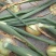 黄皮洋葱8厘米以上，大量现货供应。