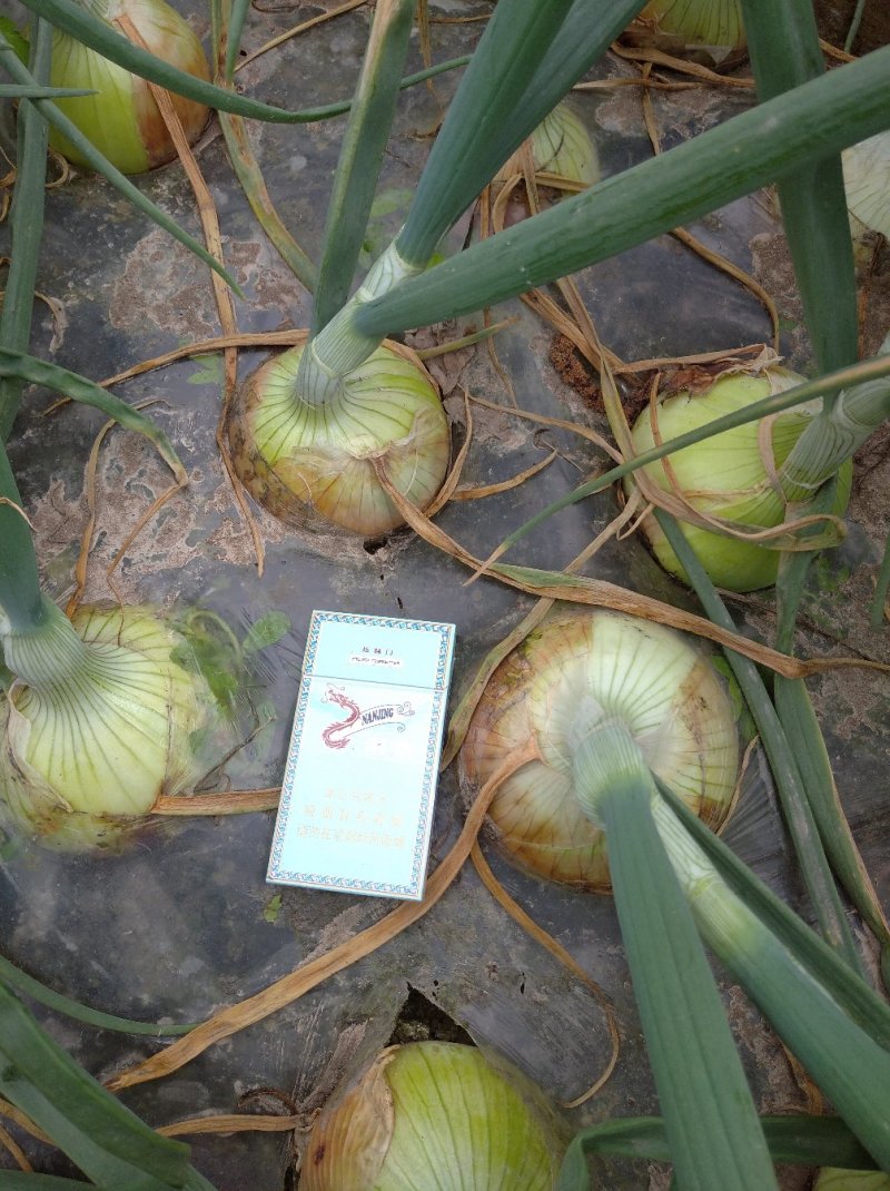 黄皮洋葱8厘米以上，大量现货供应。