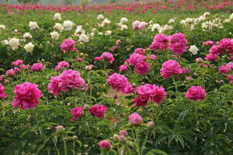 大芍药根块花卉盆栽室内观花植物多年生花苗庭院四季带芽种根