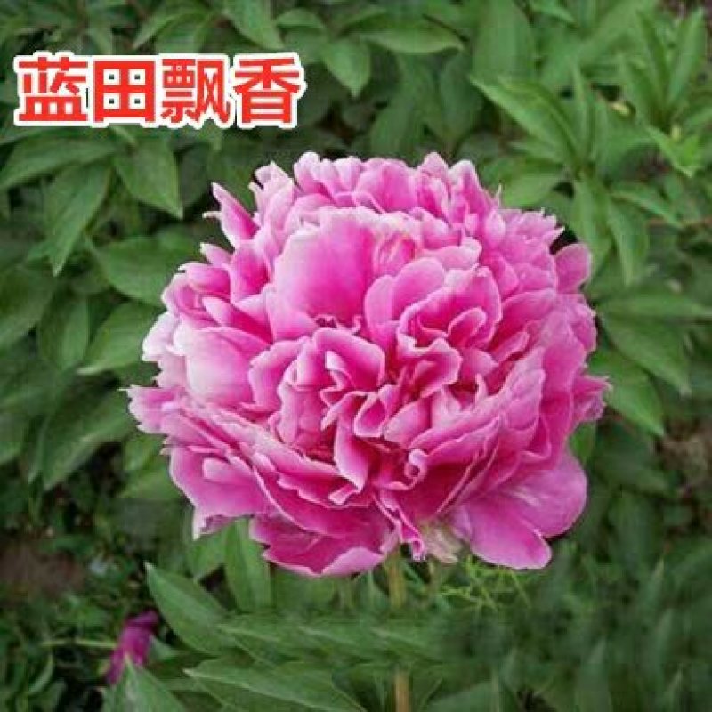 大芍药根块花卉盆栽室内观花植物多年生花苗庭院四季带芽种根