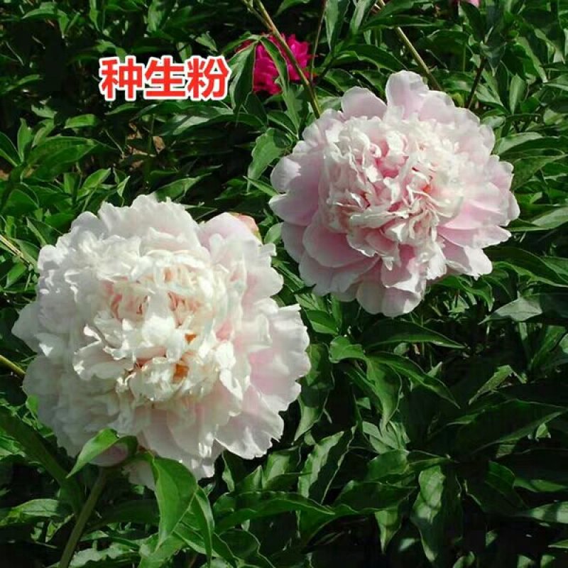 大芍药根块花卉盆栽室内观花植物多年生花苗庭院四季带芽种根