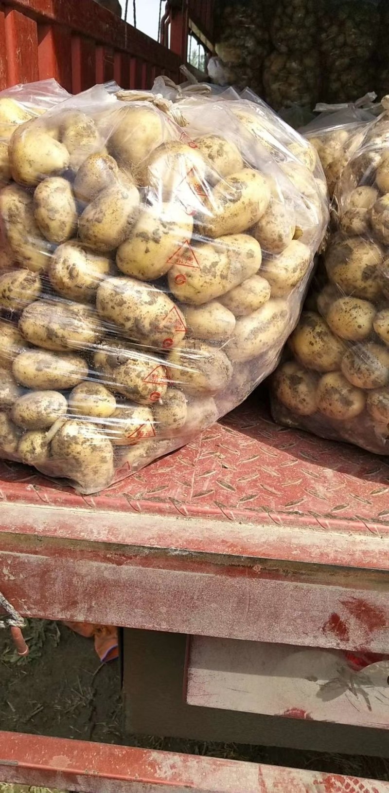 新土豆